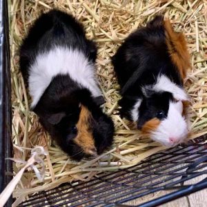 Guinea Pigs (Cavies) | Sydney Pet Boarding | Duffys Forest